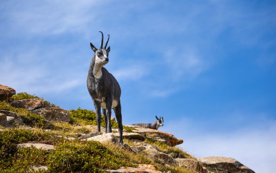 A Chamois Standing under a Blue Sky