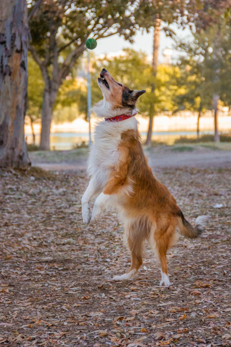 Dog Catching A Tennis Ball