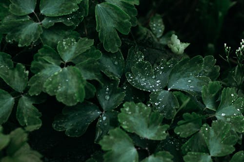 매크로 촬영 사진에 녹색 잎