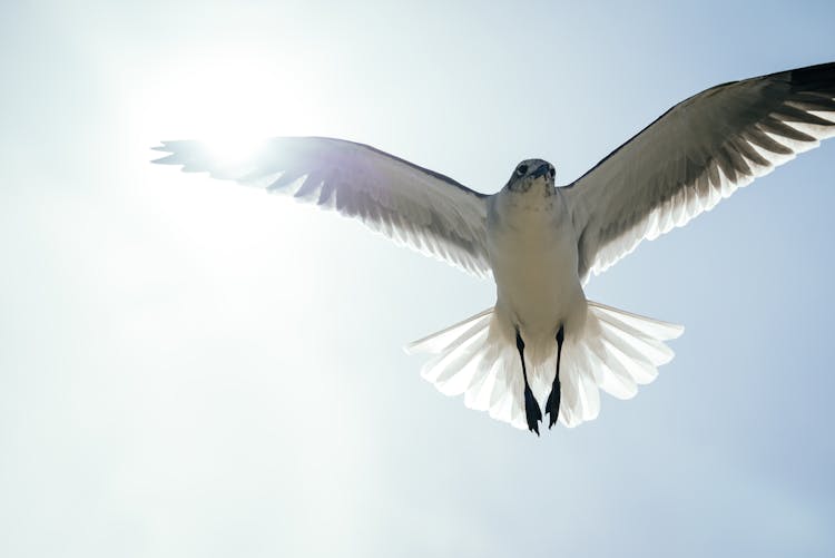 Close-Up Of A Bird Flying 