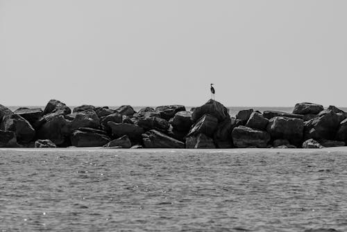 Grayscale Photo of a Bird on a Rock in the Middle of the Sea
