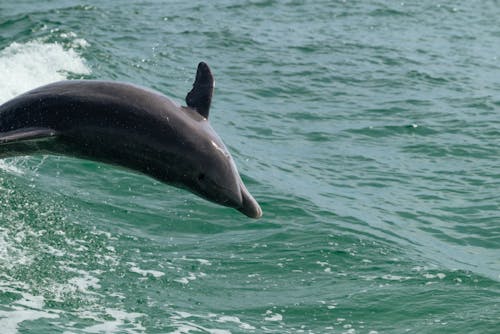 Gratuit Imagine de stoc gratuită din animal acvatic, aripioară, delfin Fotografie de stoc