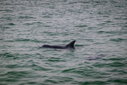 dolphin photo
