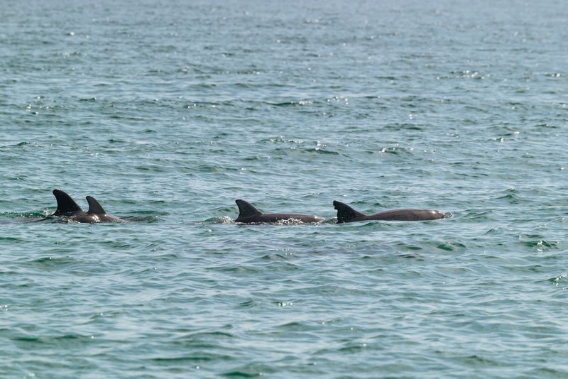 Dolphin watching & caves cruise