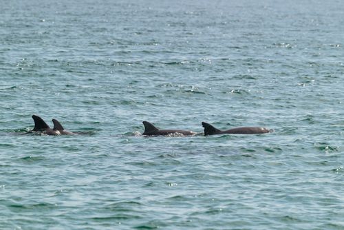 Free A serene scene of dolphins swimming in the open ocean under the clear day sky. Stock Photo