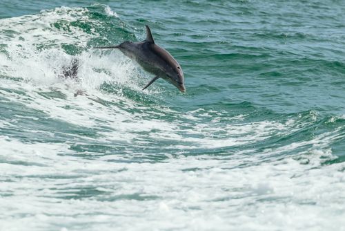 Free Joyful dolphin leaping through ocean waves captured in action. Stock Photo