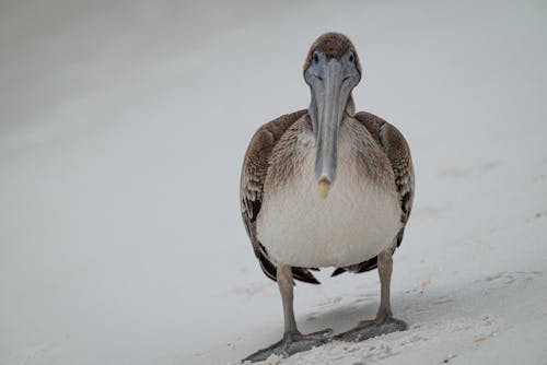 Pelican on White Sand