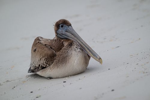 Free A pelican sits calmly on a sandy beach, captured in detailed close-up view. Stock Photo