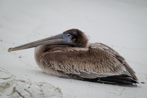 Brown Pelican on Sand