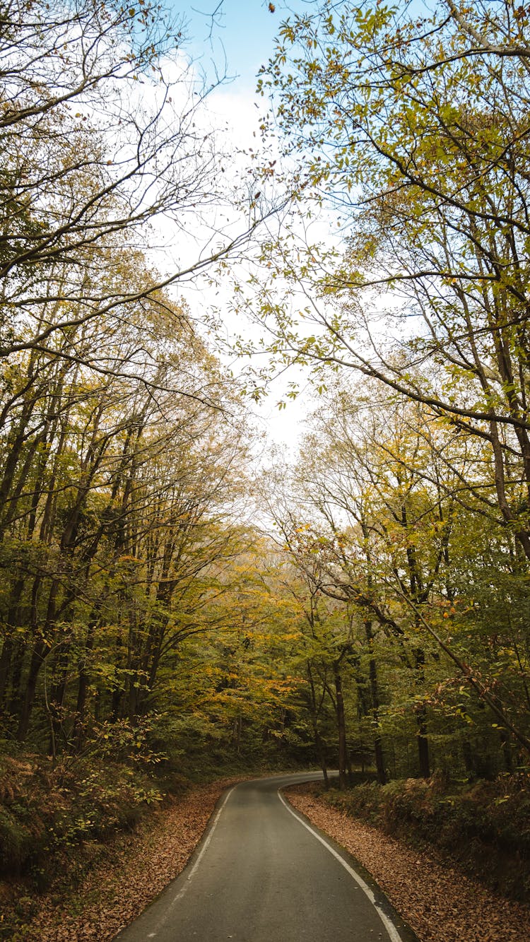 A Road Between The Trees