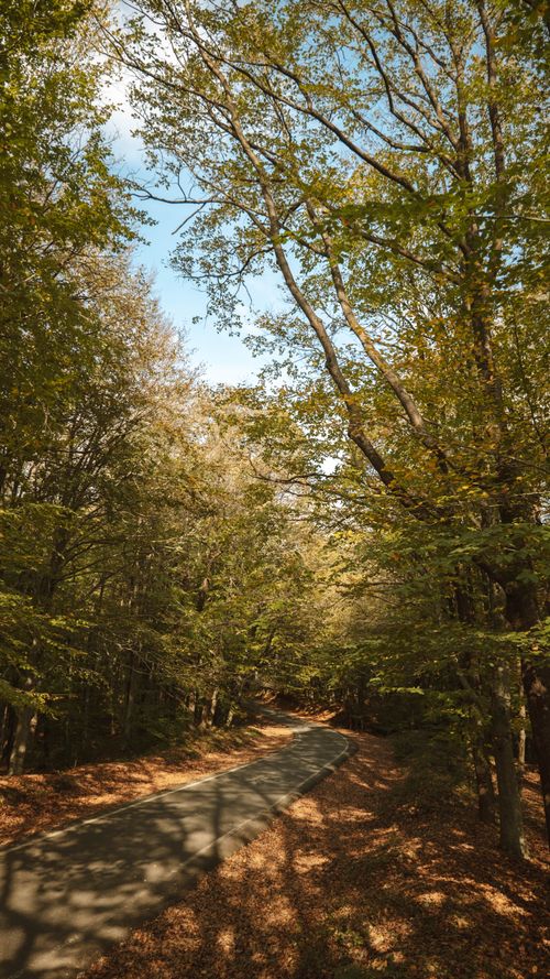 Free Discover a tranquil forest road enveloped by lush greenery in İstanbul, Türkiye. Ideal for escapes. Stock Photo