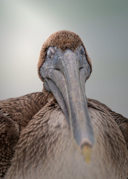 Bezpłatne Darmowe zdjęcie z galerii z brązowy pelikan, dziób, głowa zwierzęcia Zdjęcie z galerii