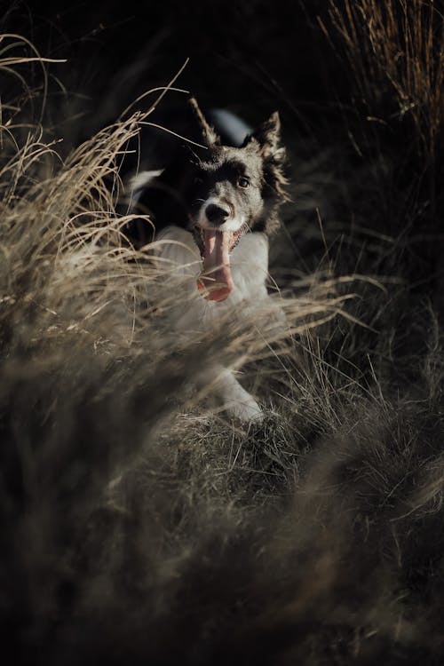 A Border Collie Dog on the Grass