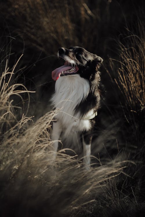 A Border Collie on a Field