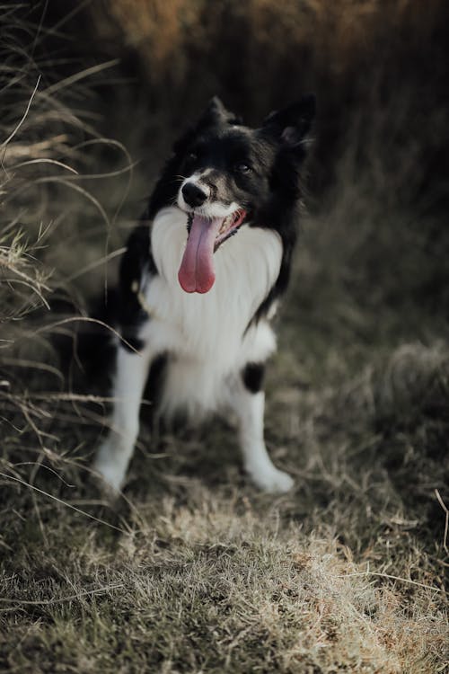 Border Collie Dog Sitting on Grass 