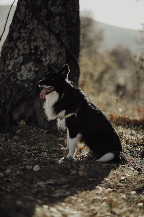 A Border Collie Wearing a Harness