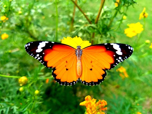 Free Foto profissional grátis de borboleta, borboleta em uma flor, borboletas Stock Photo