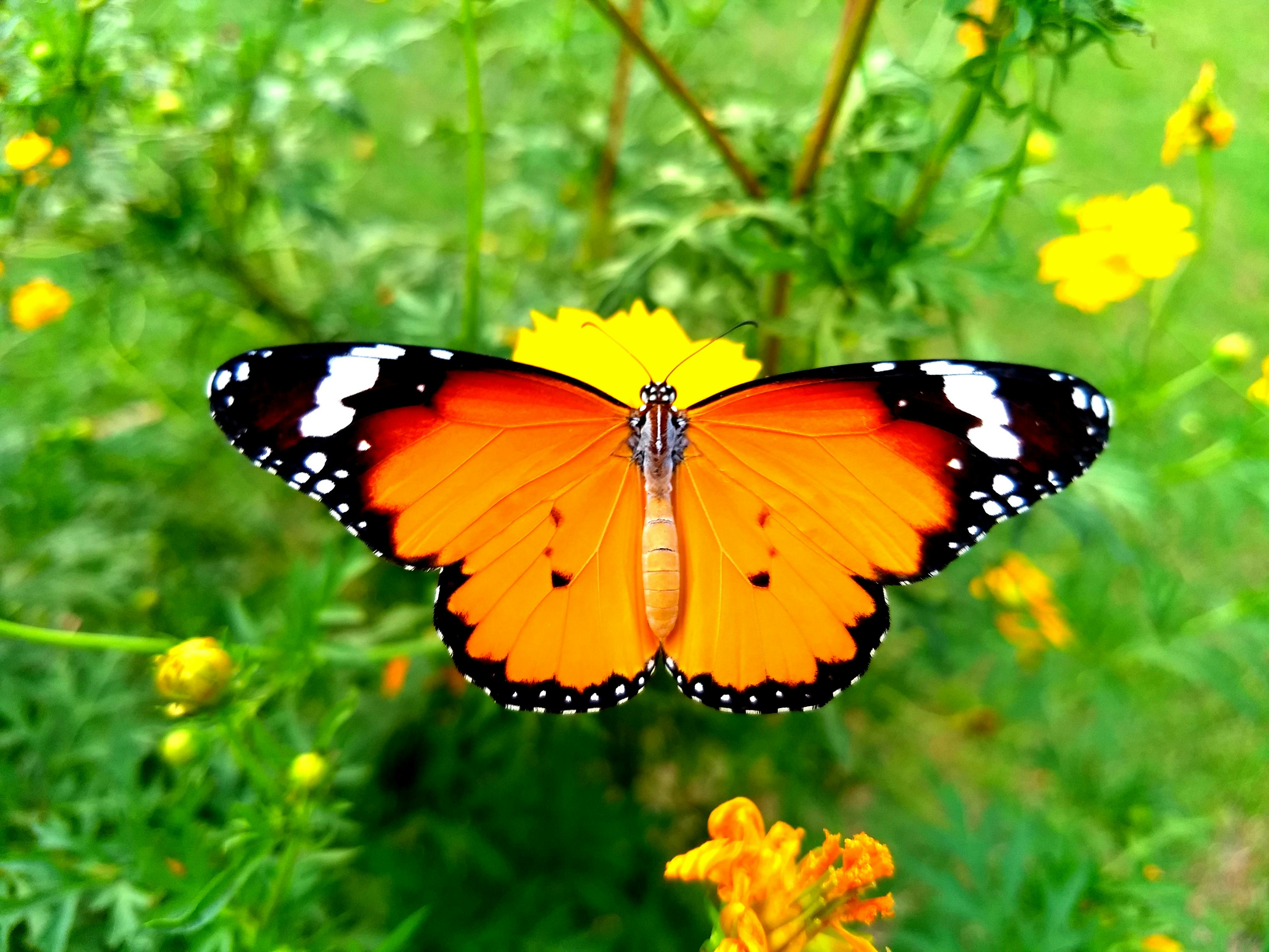 Foto stok gratis tentang alam kupu  kupu  kupu  kupu  di  