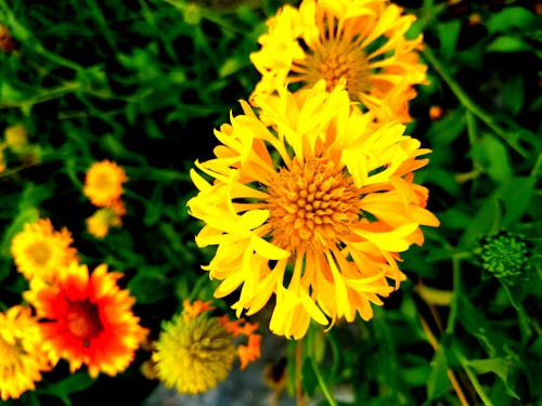 Free Foto profissional grátis de flores, flores amarelas, flores bonitas Stock Photo