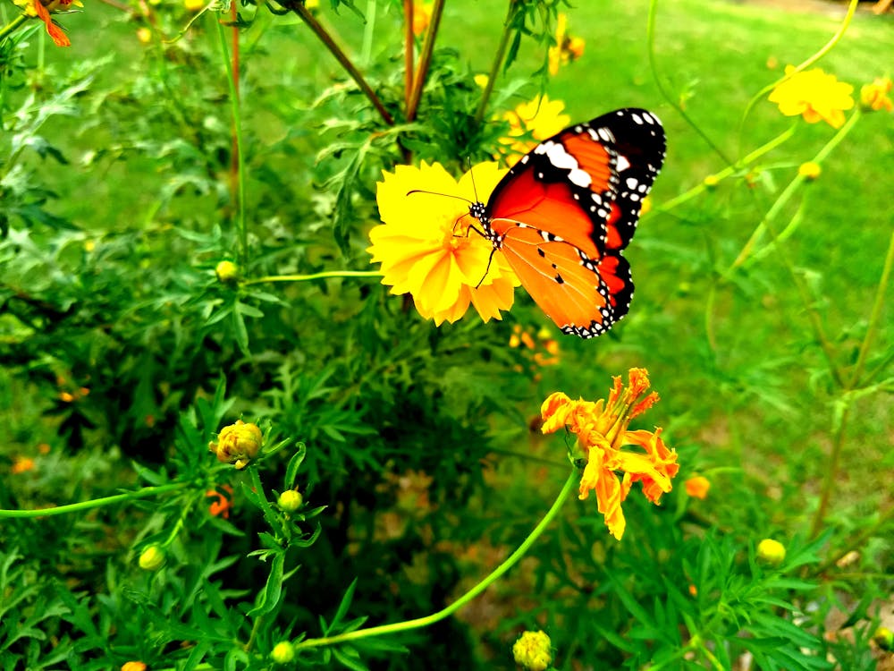 Free stock photo of butterflies, butterfly, butterfly on a flower Stock Photo