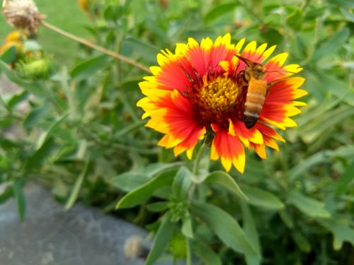 Free stock photo of beautiful flowers, honey bee Stock Photo