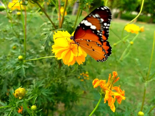 Free stock photo of butterflies, butterfly, butterfly on a flower Stock Photo