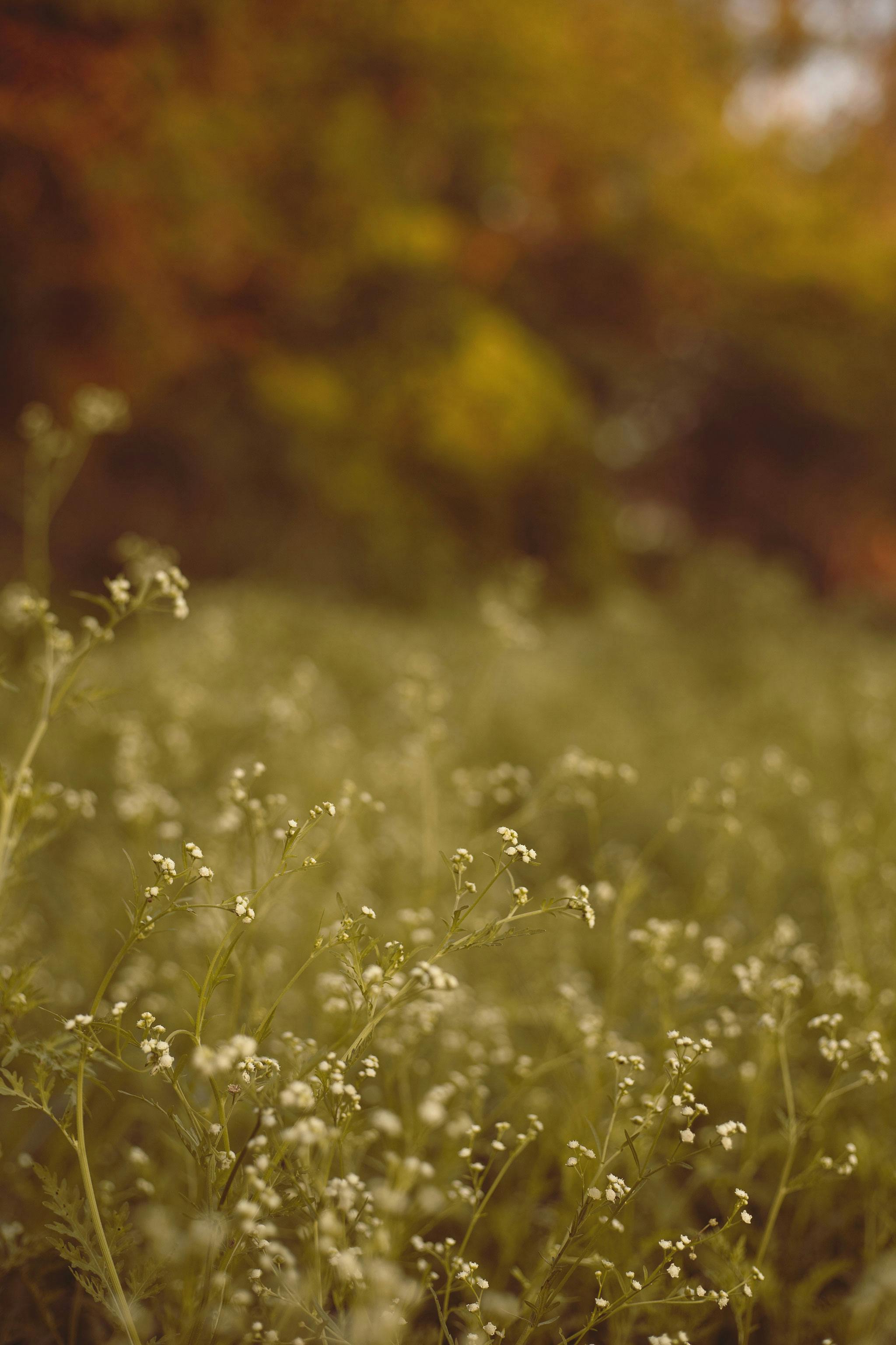 446 Dried Baby Breath Stock Photos - Free & Royalty-Free Stock