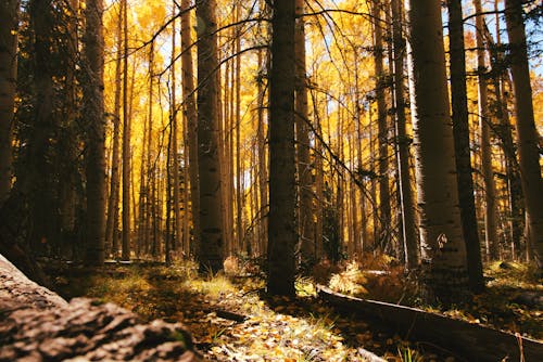 ağaçlar, altın saat, çim içeren Ücretsiz stok fotoğraf