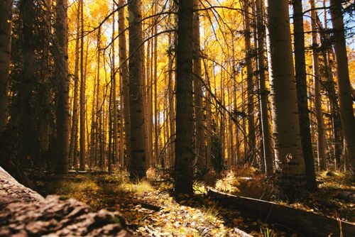 Free Captivating view of an autumn forest with golden leaves illuminated by the warm golden hour sun. Stock Photo