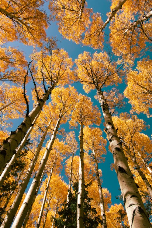 Fotobanka s bezplatnými fotkami na tému jesenné farby, kmene stromov, lesy