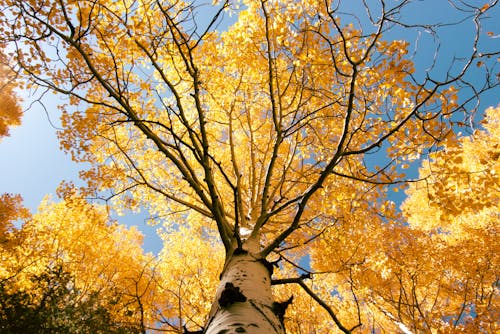 Low Angle Shot of a Yellow Tree