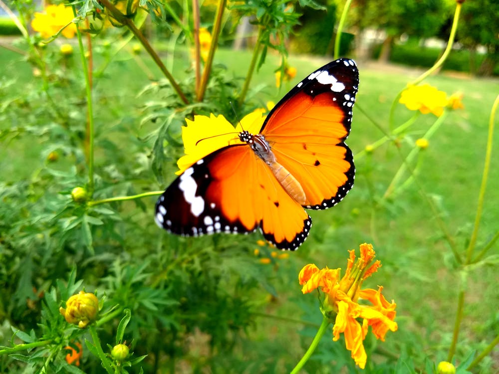 バタフライ 自然 花と蝶の無料の写真素材 バタフライ 自然 花と蝶の無料の写真素材