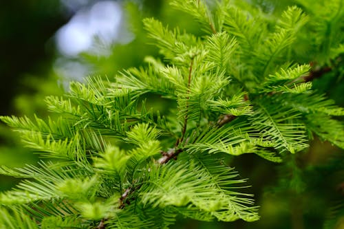 Spike Tree Branch