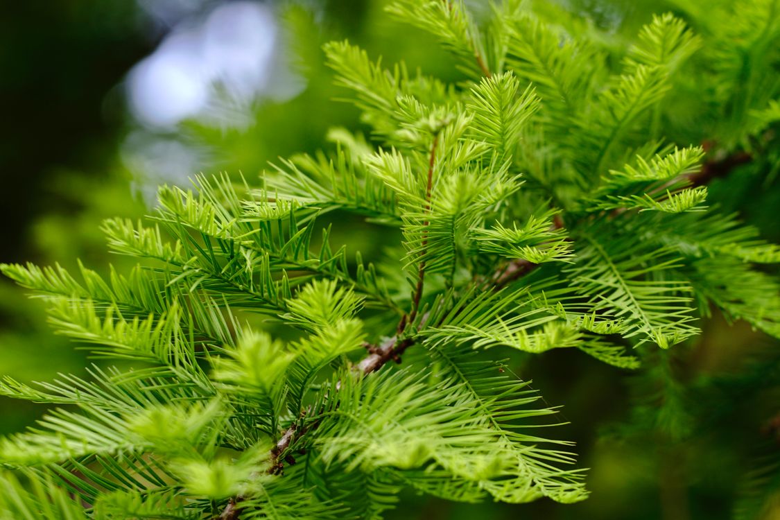 Spike Tree Branch · Free Stock Photo