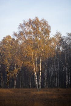 Tranquil autumn scene with birch trees in a misty forest, warm morning light.