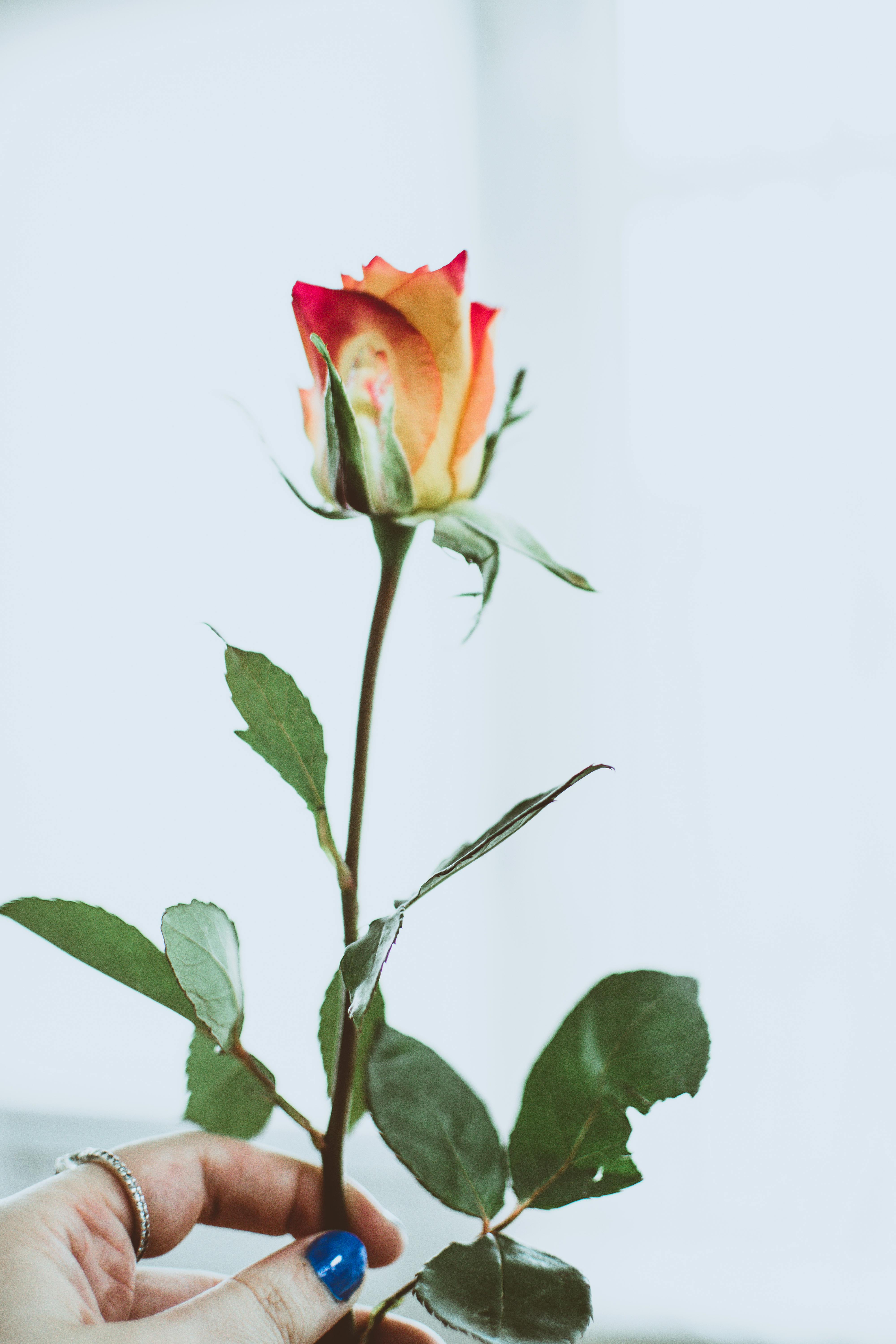 Ý nghĩa, hình ảnh hoa hồng trắng, cách trồng chi tiết tại nhà
