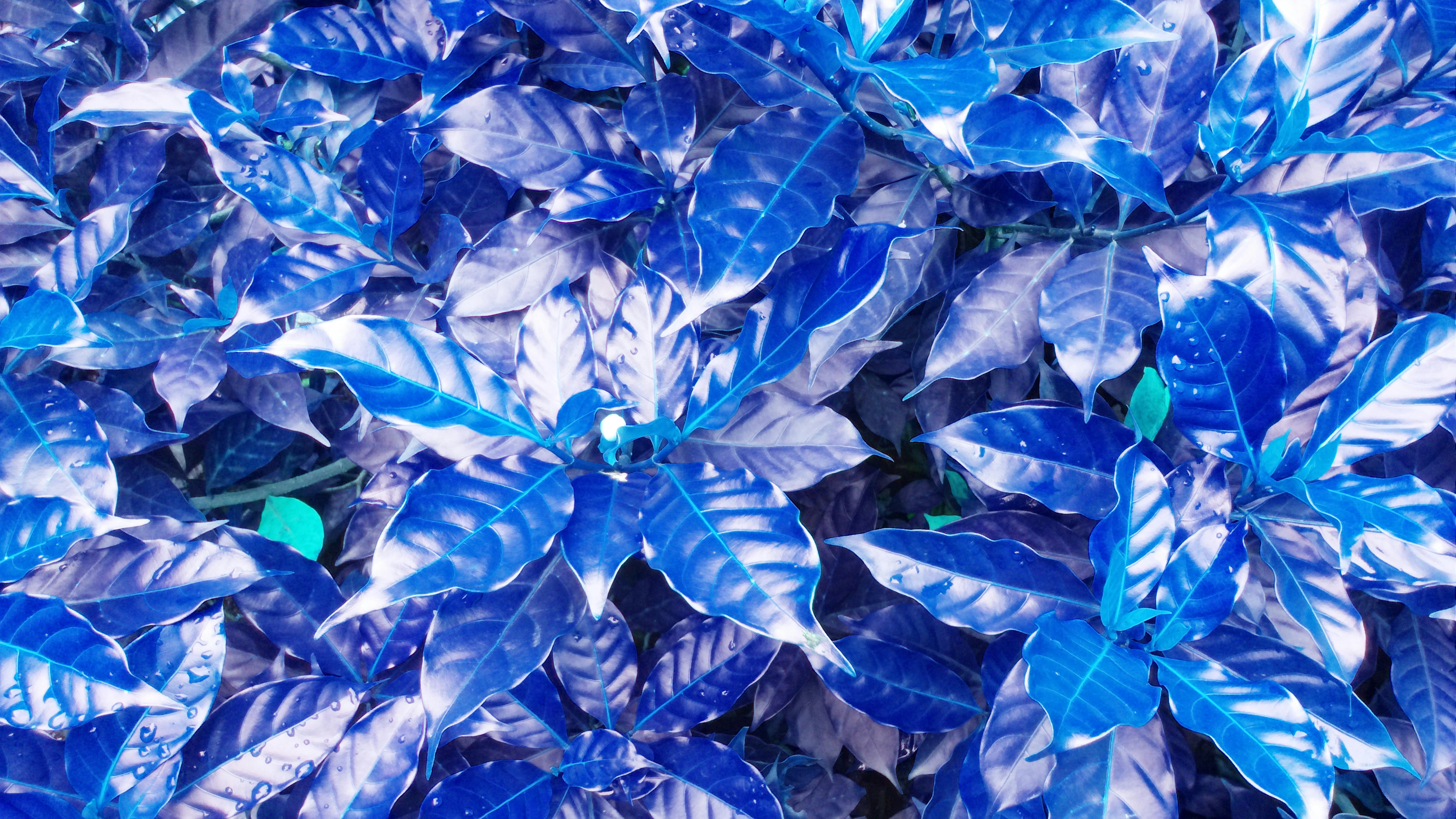 Free stock photo of beautiful leaf, blue leaf, blue leaves