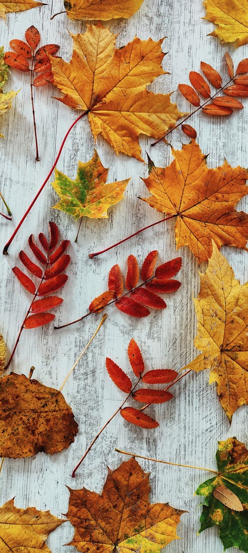 Základová fotografie zdarma na téma barevný, ploché ležení, podzimní listí