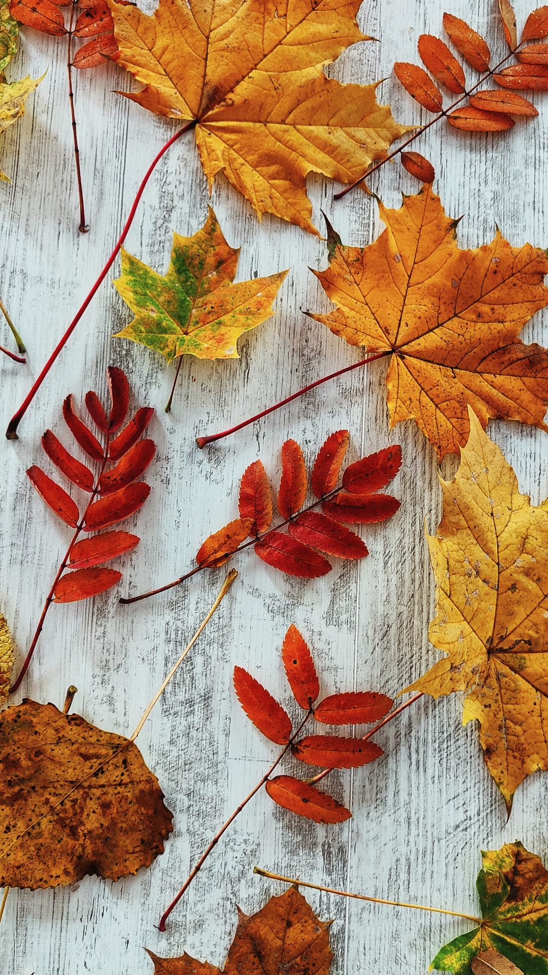 Colorful autumn leaves scattered on rustic wood seasonal wallpaper