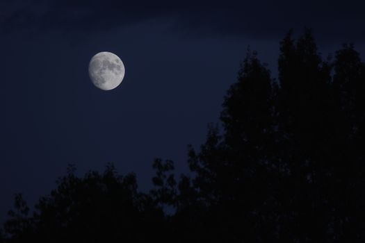 A tranquil full moon illuminating the night sky over trees in Vancouver.