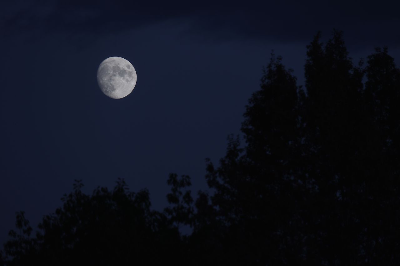 a tranquil full moon illuminating the night sky over trees in vancouve