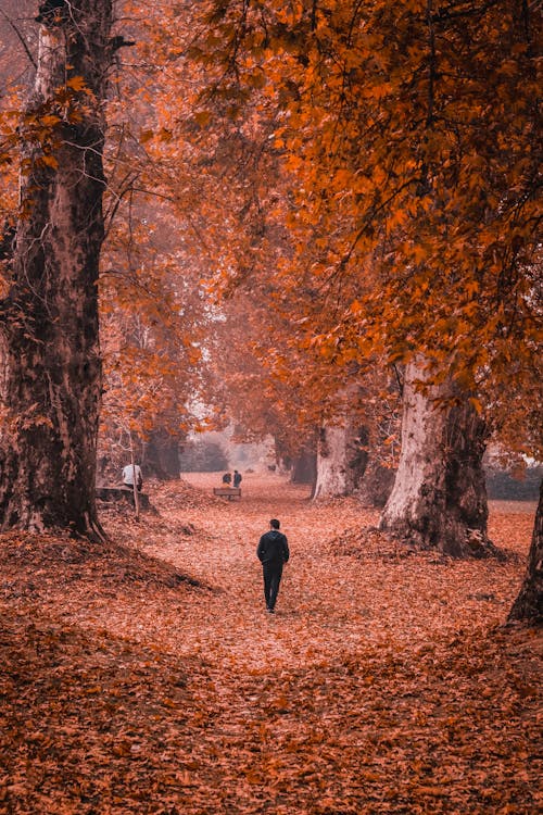 Person standing in the Middle of Tall Trees during Autumn 