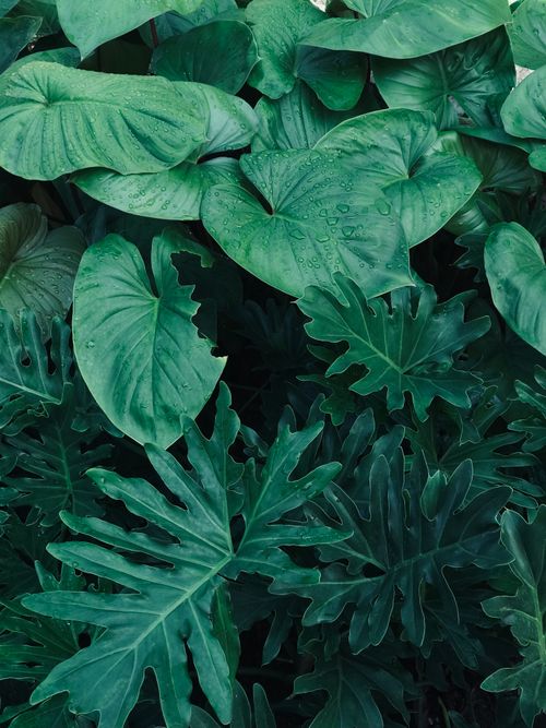 Free Close-up image of vibrant green tropical leaves with dew, showcasing lush jungle flora. Stock Photo