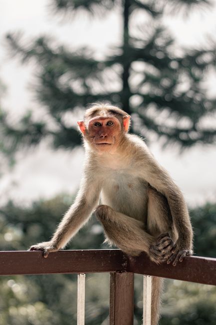 A curious monkey sits on a railing with a blurred natural background.