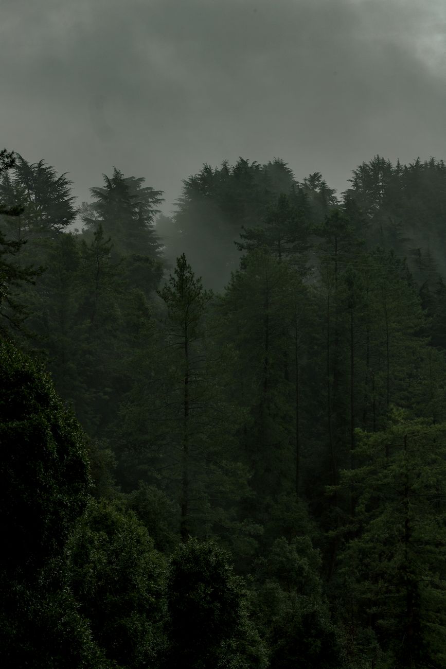 Aerial view of a misty forest with lush green foliage shrouded in fog.. pexels, aerial, view