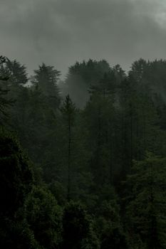 Aerial view of a misty forest with lush green foliage shrouded in fog.. pexels, aerial, view