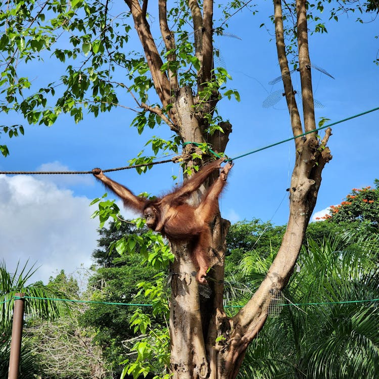 Orangutan Playing On Hanging Ropes