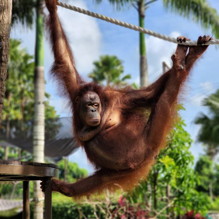 Orangutan Hanging On A Rope