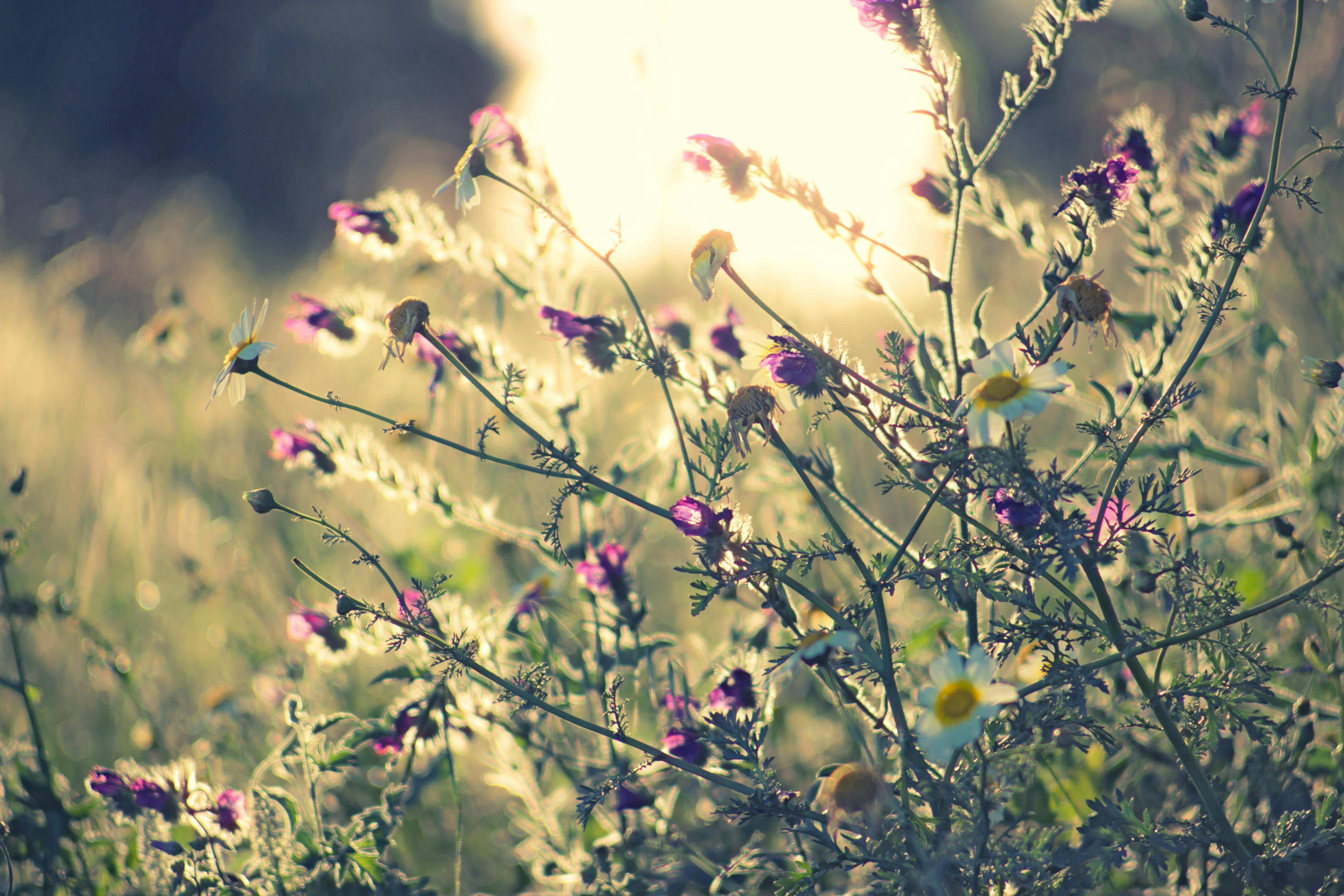 温暖的阳光下，西班牙马拉加花园里的野花沐浴着