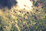 温暖的阳光下，西班牙马拉加花园里的野花沐浴着